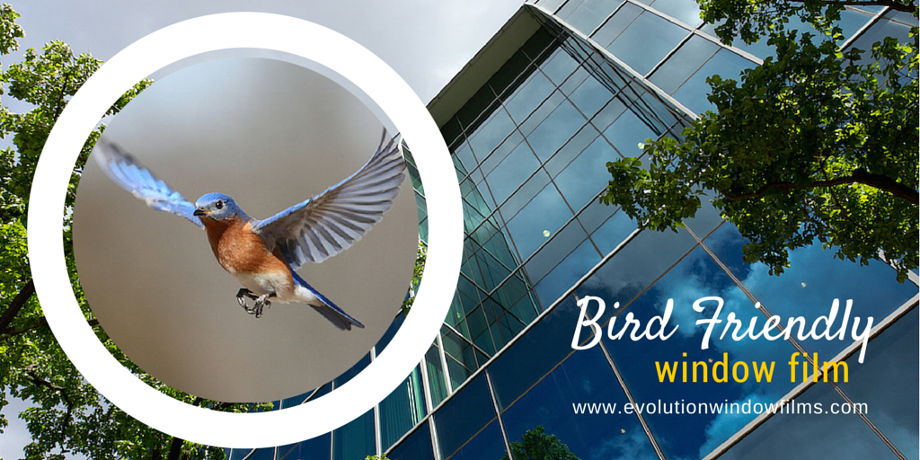 Bird Friendly Window FIlm Banner