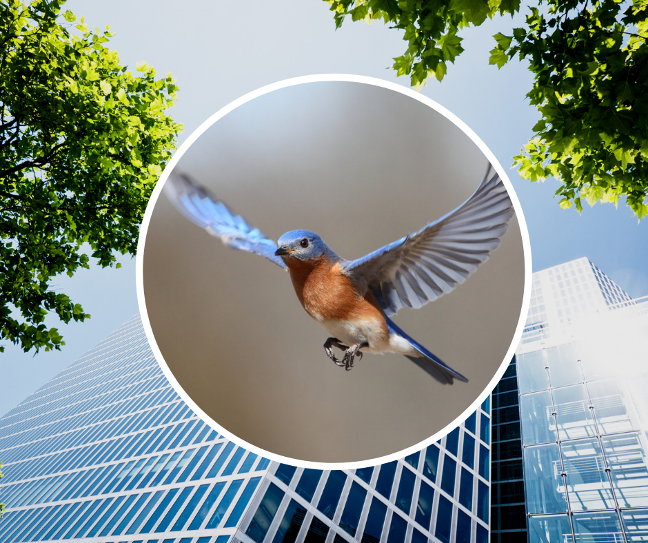 Feather Friendly Window Markers - Evolution Window Films