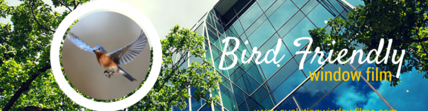 Bird Friendly Window Markers