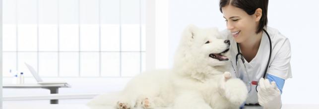 Dogs, Cats, and Window Film