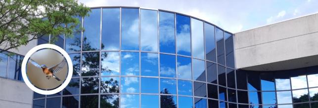 Our Buildings Are Killing Birds, But We Have a Solution